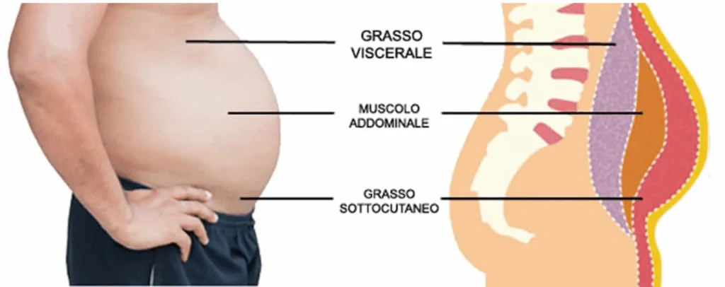 immagine che illustra la differenza fra grasso viscerale, muscolo addominale e grasso sottocutaneo.